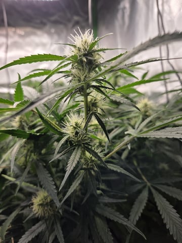 First Grow!!! — flower, day 1