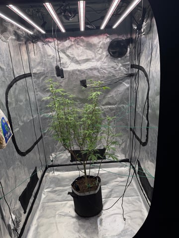  Apple fritter  Clones round two — flower, day 180