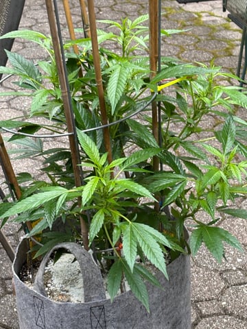 green crack (Cush) with a C — vegetative, day 20