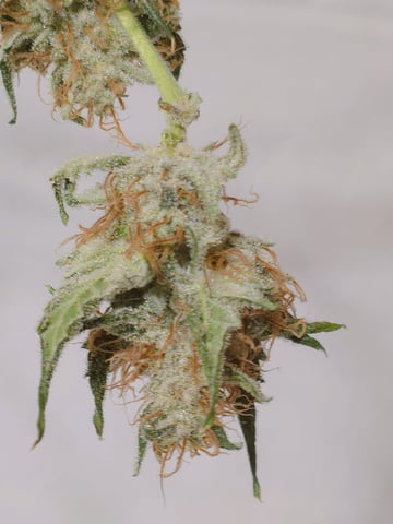 (4)autos  — harvest, day 73