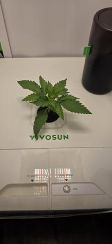Vivosun Seed tent — vegetative, day 17