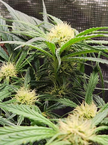 Autoflower grow. my first grow  — flower, day 44