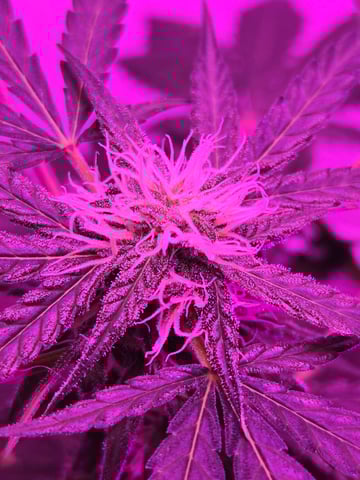 First Grow — flower, day 44