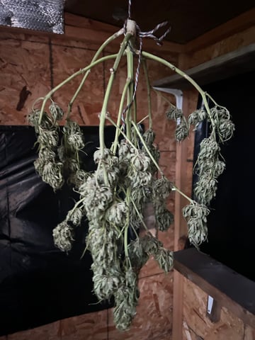 First ever grow — harvest, day 103