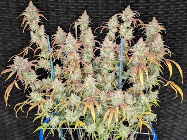 Mixed Grow — flower, day 114