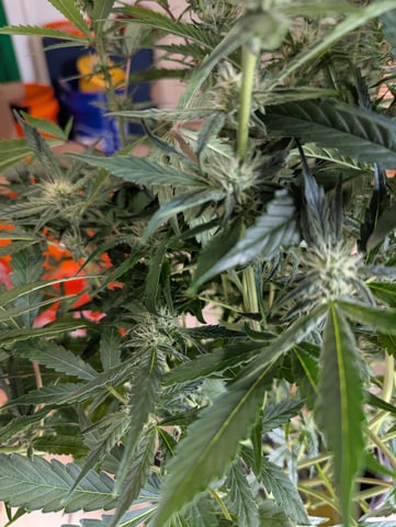 Boogie Brew + Bloom — flower, day 77