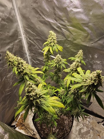 Jenny Kush photoperiod — flower, day 158