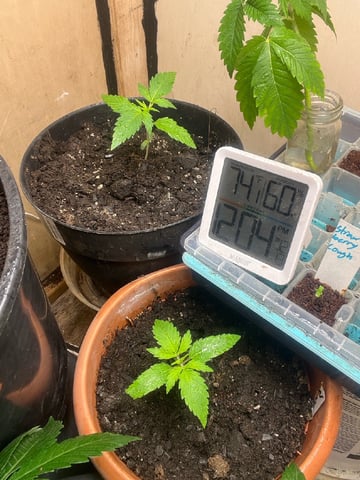easy bud auto & nothern lights auto — vegetative, day 15