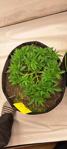 First Grow with the new setup  — vegetative, day 47