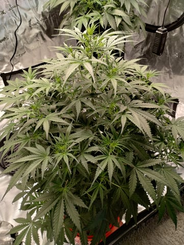 First grow — flower, day 44