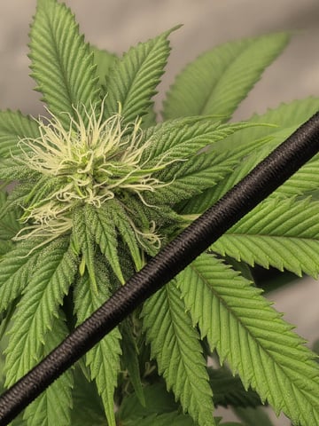 Summer 2026 Grow — flower, day 25