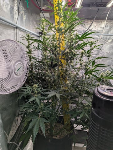 Dark Star — flower, day 50