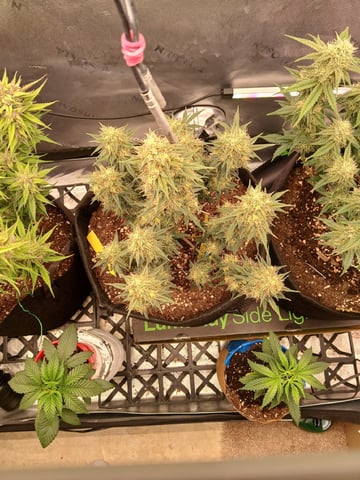 Lsd25, Dosido,GDP All Autos. — grow_setup, day 60