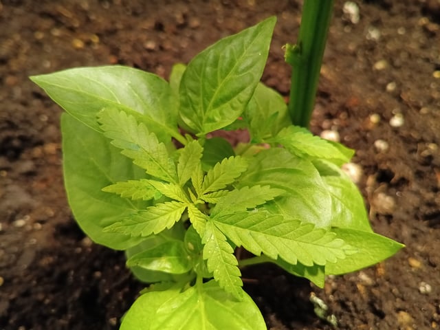 OG KUSH — vegetative, day 36