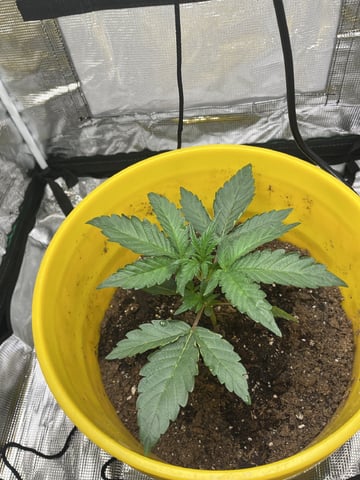 Wedding Cake Auto — seedling_rooting, day 6