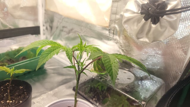 2x2x4 — vegetative, day 28