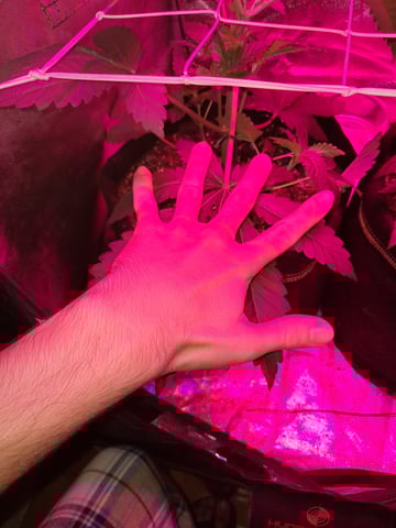 II — vegetative, day 23