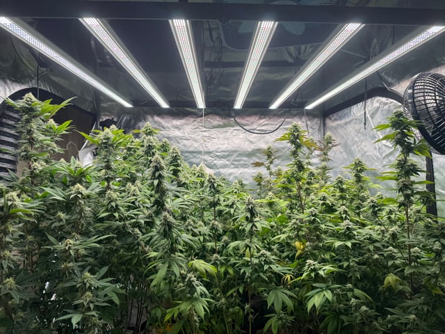 Hollywood Headband and LimeHeads  — flower, day 142