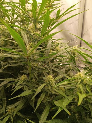 gorilla cookies  — flower, day 34