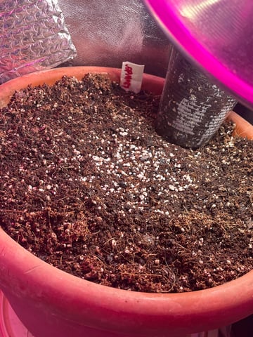 Lavender and Anesthesia Auto — vegetative, day 22