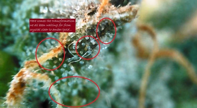 My Devine Conscious  — flower, day 166