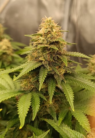 First Time Growing 