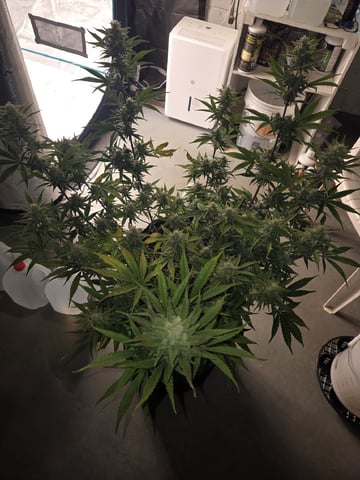 GDP auto 3X5 tent — flower, day 110