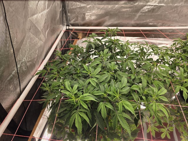 Dante's Inferno Rerun — vegetative, day 69