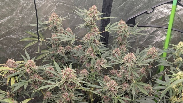 Mixed Grow — flower, day 86