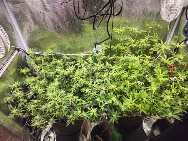 Crushberry Sugar and Khumbu Ice Fall  — flower, day 69