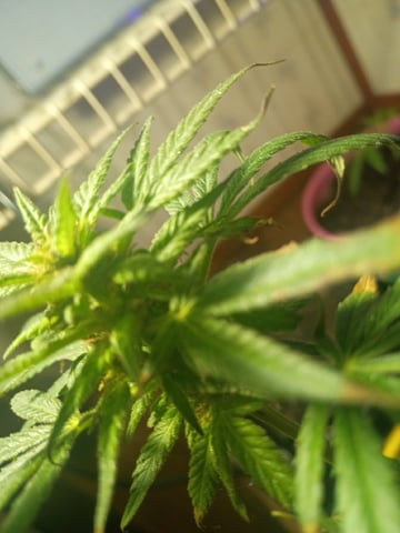 My First Grow — vegetative, day 79