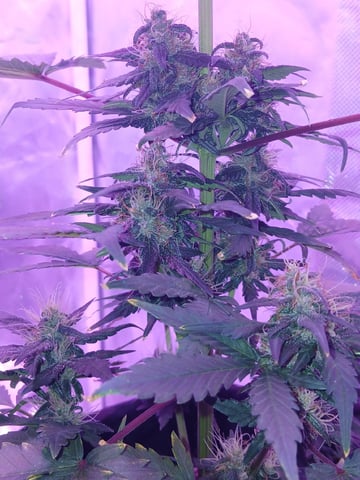 CountryG  — seedling_rooting, day 54