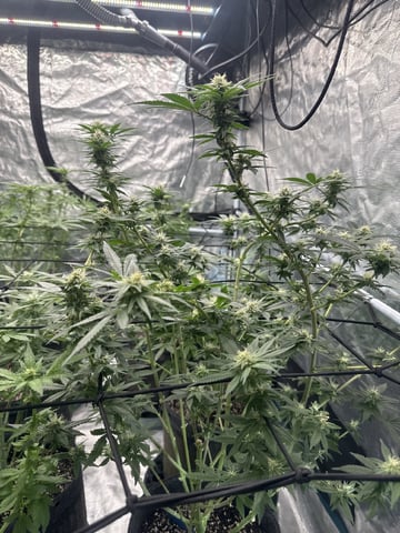  godfather OG — flower, day 67