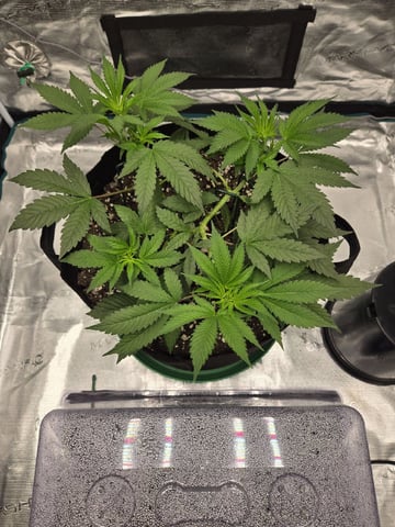  Insane OG — vegetative, day 50