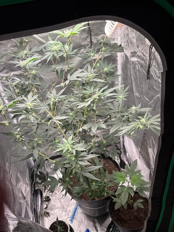 bonez #1 — flower, day 30