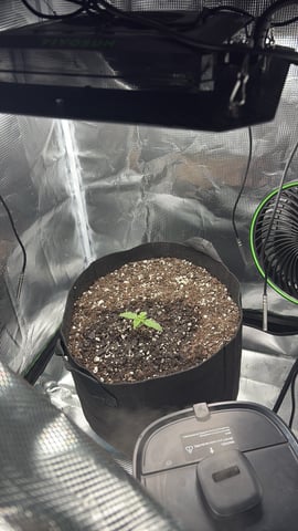 Blackberry Kush — seedling_rooting, day 2