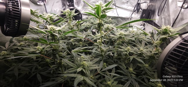 Found my Females... Game On! — flower, day 160