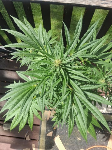 First Indoor Grow  — flower, day 96