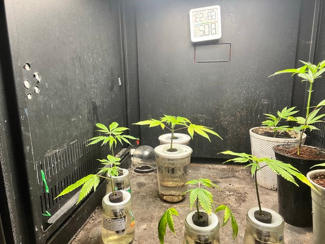 Cherry Pie clones (2nd run) — vegetative, day 23