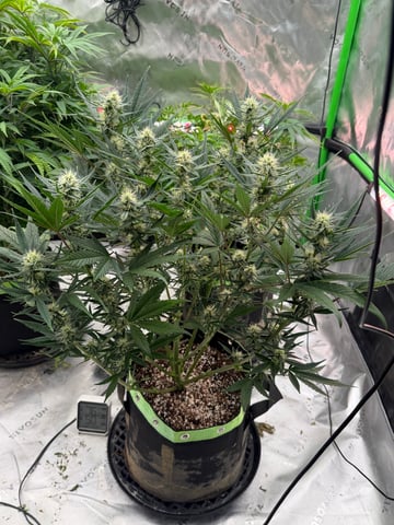 Witches Brew Autoflower by Dream Beans — flower, day 1