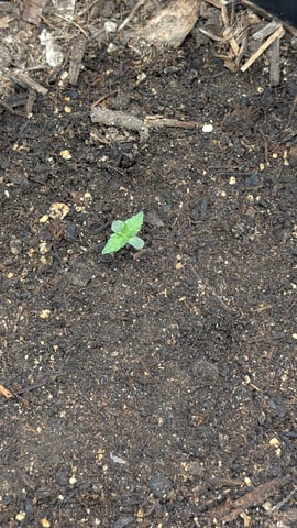 Mixed Grow — grow_setup, day 43