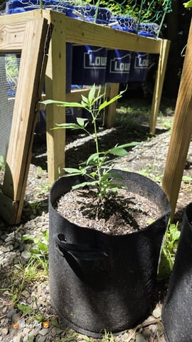 We Ready For Outside #2 — vegetative, day 12