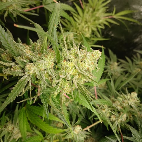 run #3 — flower, day 91