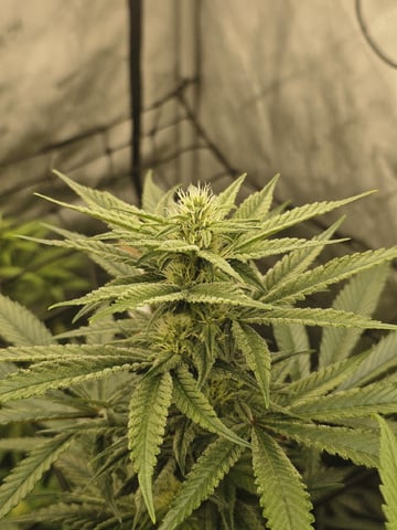Dwc & Soil Run.  — flower, day 69
