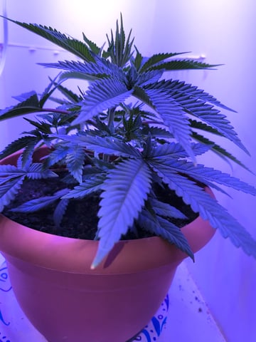 unknown strain 1st grow — vegetative, day 20