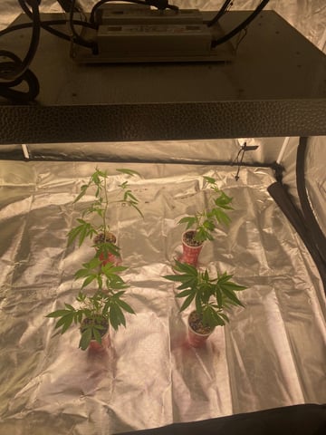 The start up — seedling_rooting, day 4