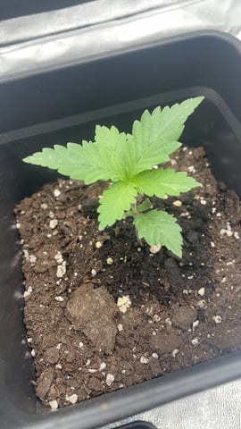 ❄️💚❄️WinterGrow❄️💚❄️ — vegetative, day 16