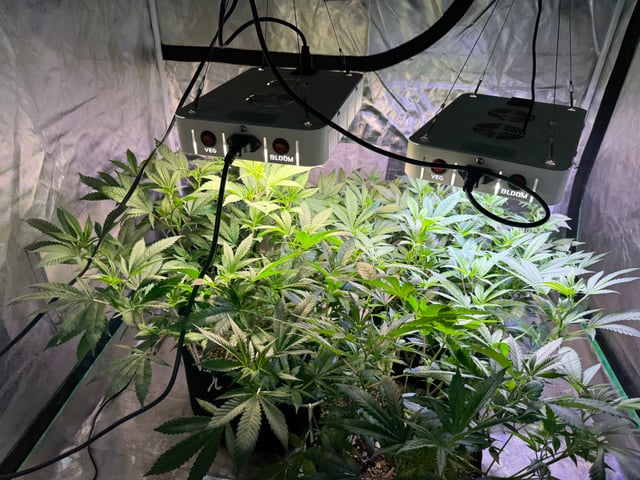 Green Gelato — flower, day 53