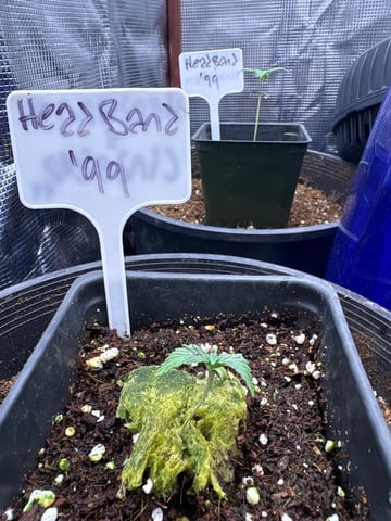 first grow in new 2x2 — seedling_rooting, day 11