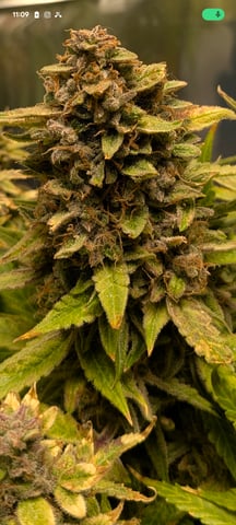 1st grow continued  — flower, day 29